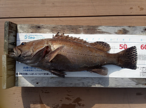 淡島周辺40m前後で釣れた魚