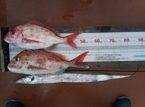 静浦沖70mで釣れた魚