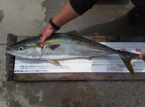 静浦沖70mで釣れた魚