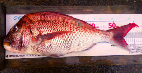 淡島で釣れた魚