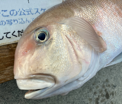 湾内で釣れた魚