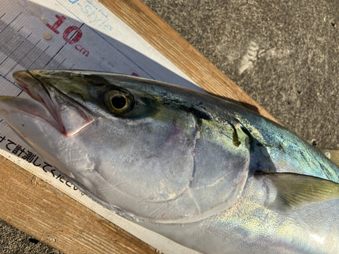 大久保の鼻で釣れた魚