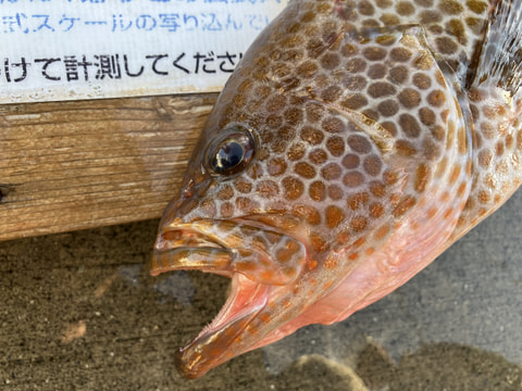 大瀬沖で釣れた魚