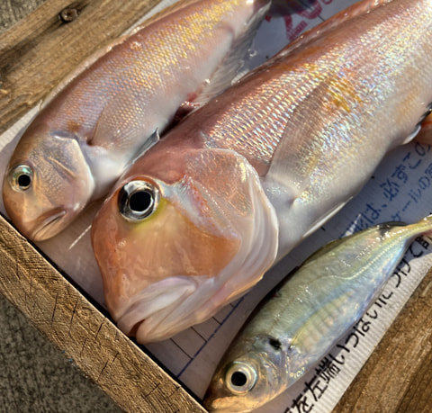 ワラサ根で釣れた魚