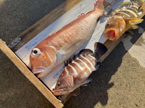 ワラサ根で釣れた魚