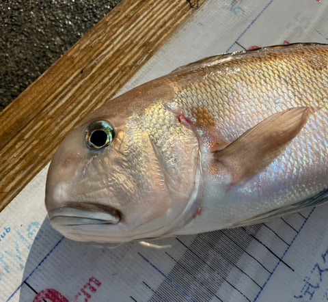 湾内で釣れた魚