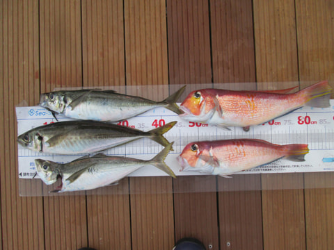 千本浜で釣れた魚