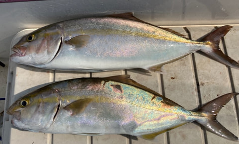 西浦で釣れた魚