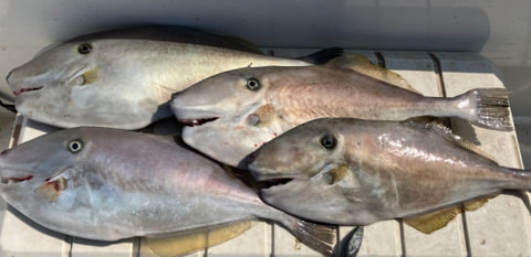 井田で釣れた魚