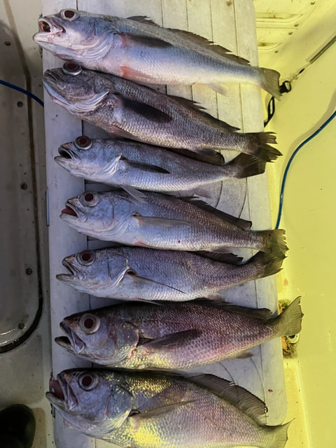 沼津港沖で釣れた魚