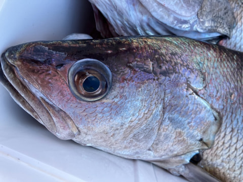 静浦沖で釣れた魚