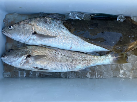 静浦沖で釣れた魚