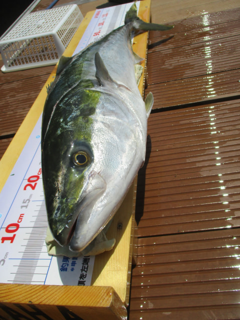 我入道　水深35ｍで釣れた魚