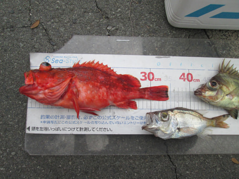 大瀬崎周辺200ｍ～250ｍで釣れた魚