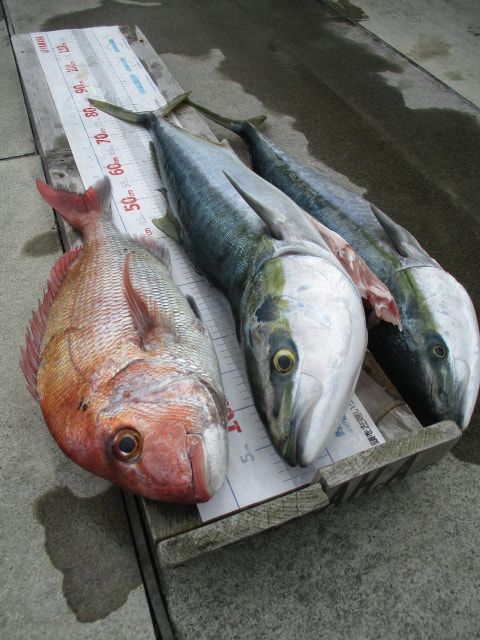 静浦浮き消波堤・獅子浜沖で釣れた魚