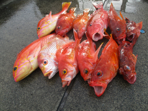 石花海　松崎沖で釣れた魚