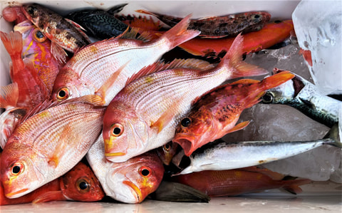 石花海で釣れた魚