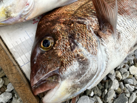 井田~戸田で釣れた魚