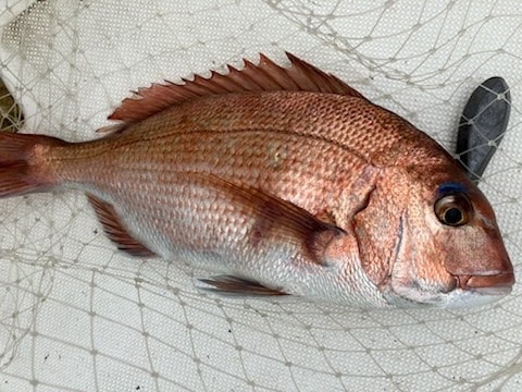 釣れた魚