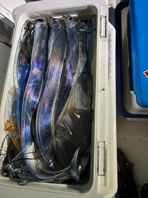 江浦湾内で釣れた魚