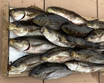 神子元で釣れた魚