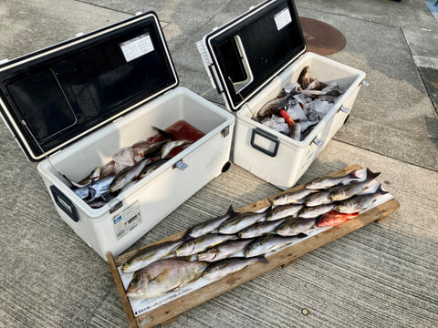 釣れた魚