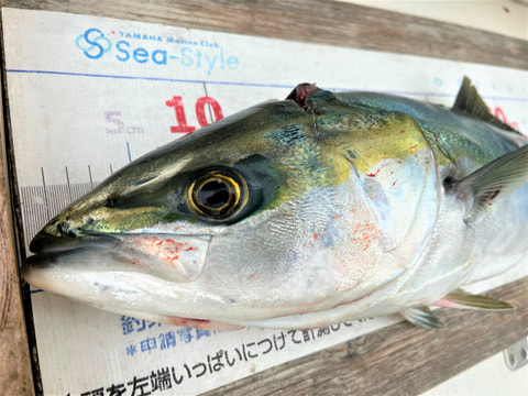 静浦沖で釣れた魚