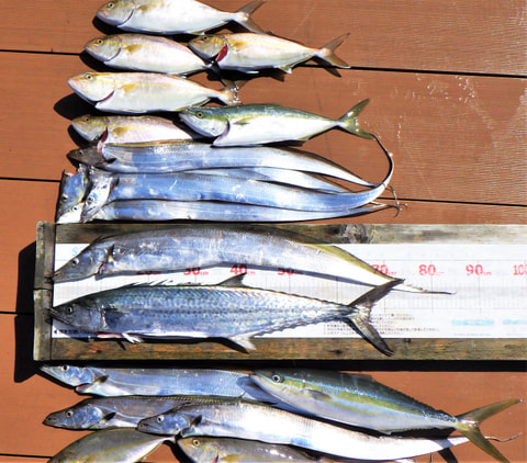 狩野川沖～我入道沖で釣れた魚