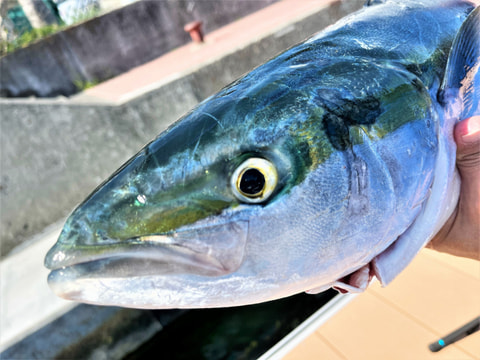 沼津沖で釣れた魚