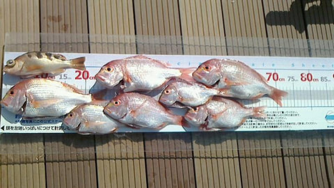 石花海で釣れた魚