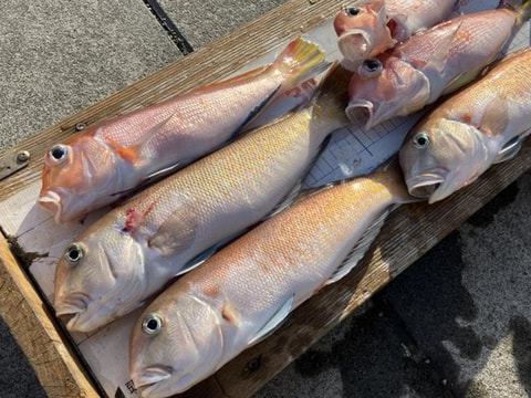 淡島近辺で釣れた魚