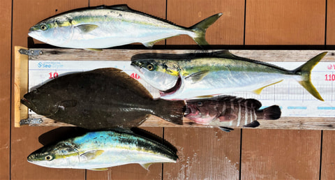 静浦沖で釣れた魚