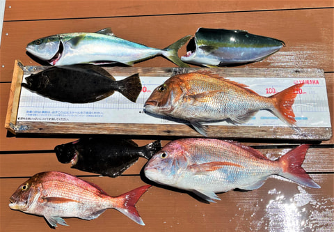 静浦沖で釣れた魚