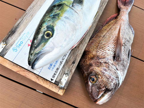 御用邸沖で釣れた魚