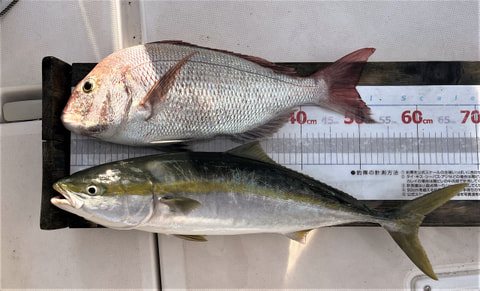 ワラサ根で釣れた魚