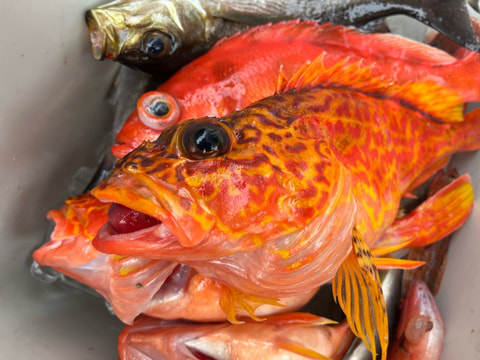 石花海で釣れた魚