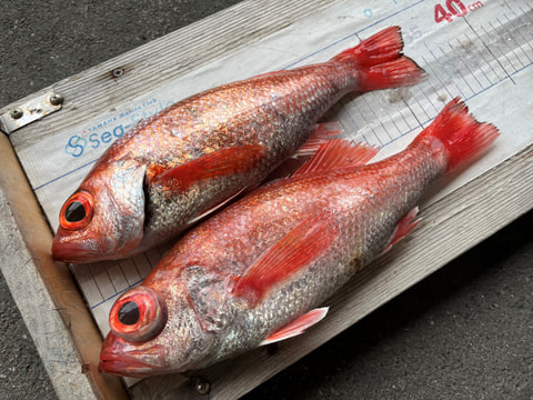 大瀬崎沖　200ｍ～230ｍ　で釣れた魚