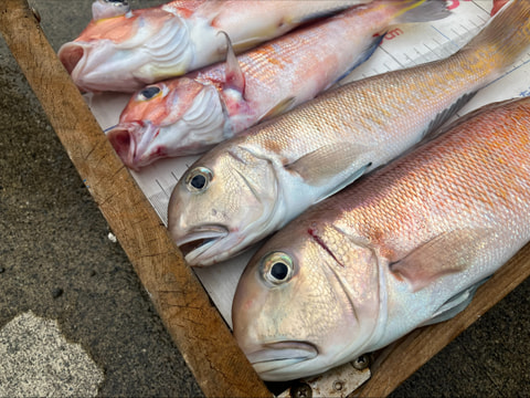 湾内で釣れた魚