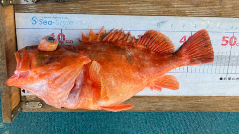 松崎で釣れた魚