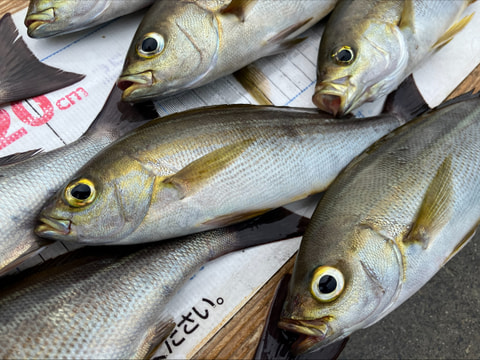 湾内で釣れた魚