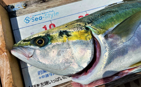 静浦沖で釣れた魚