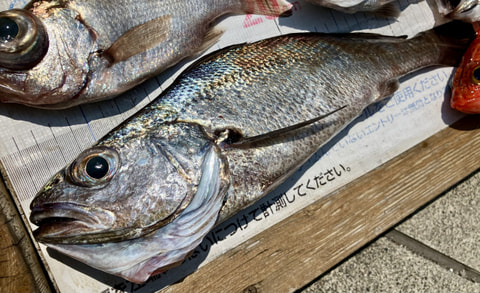 釣れた魚