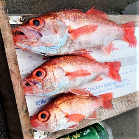 中深海で釣れた魚