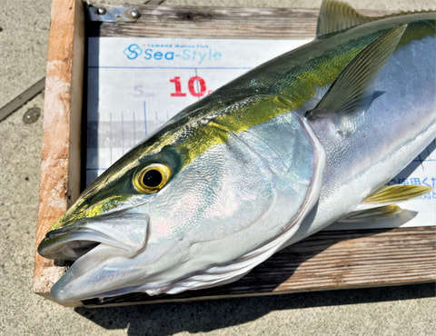 静浦沖で釣れた魚